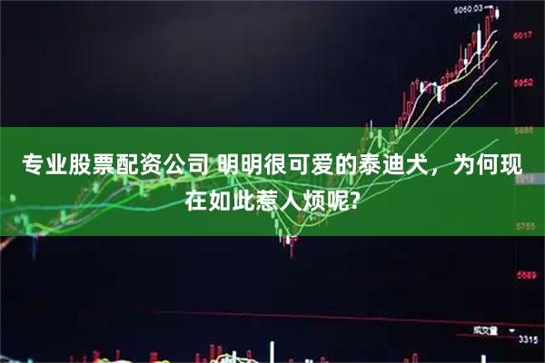 专业股票配资公司 明明很可爱的泰迪犬，为何现在如此惹人烦呢?